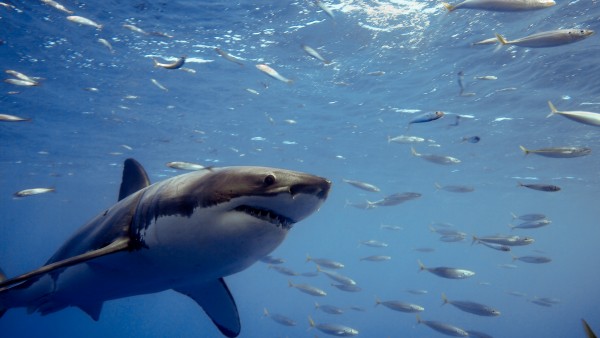 Great White Close by Michael Brown